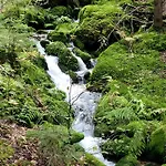 Blick In Den Garten * Holzschlag