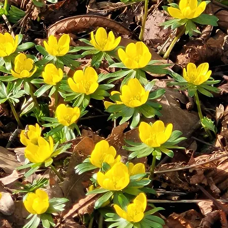 Blick In Den Garten *