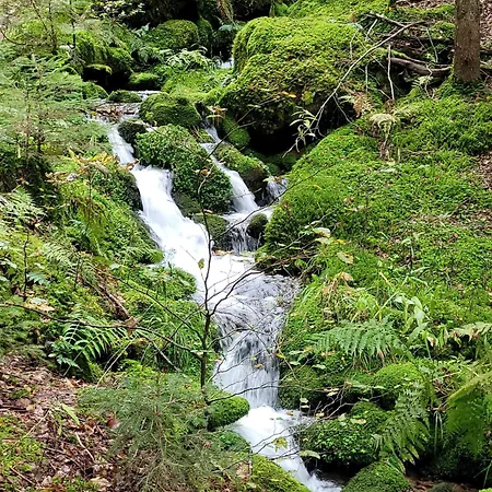 Blick In Den Garten Holzschlag