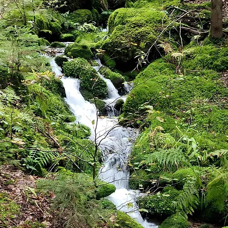 Blick In Den Garten * Holzschlag