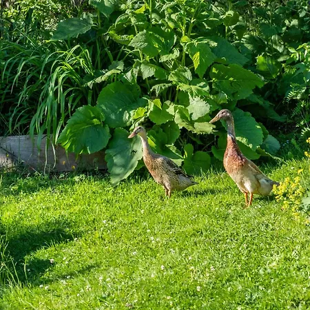 Blick In Den Garten * Holzschlag