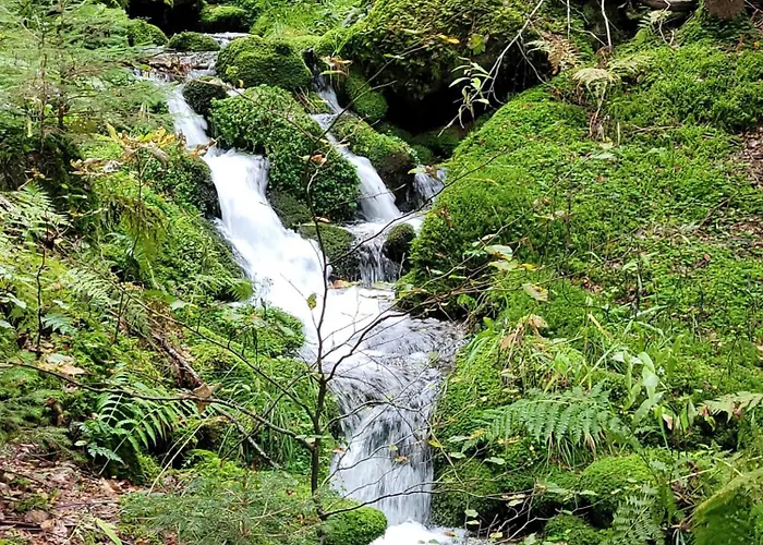 Blick In Den Garten Holzschlag