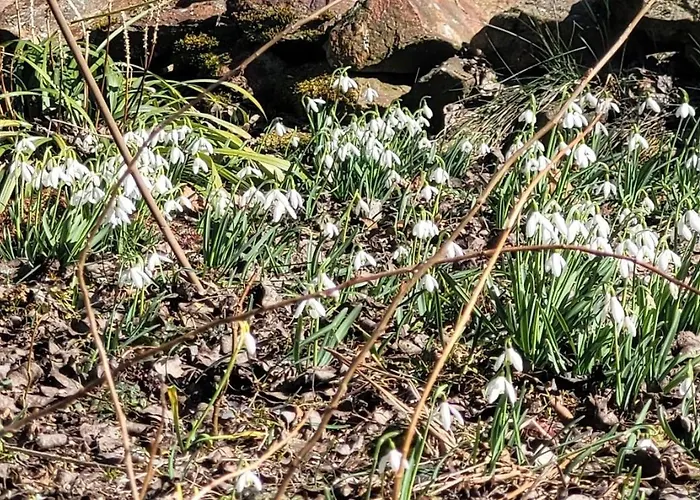 Blick In Den Garten * Holzschlag