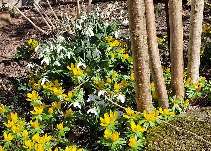 Blick In Den Garten *