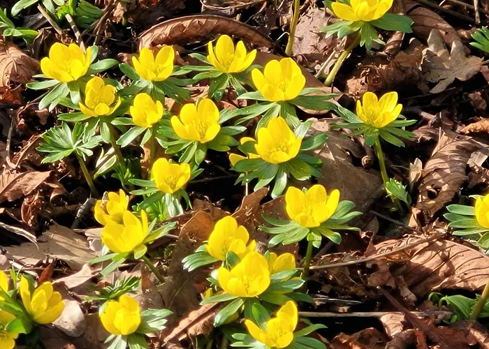 Blick In Den Garten *