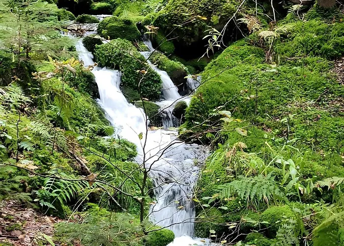 Blick In Den Garten Lägenhet Holzschlag